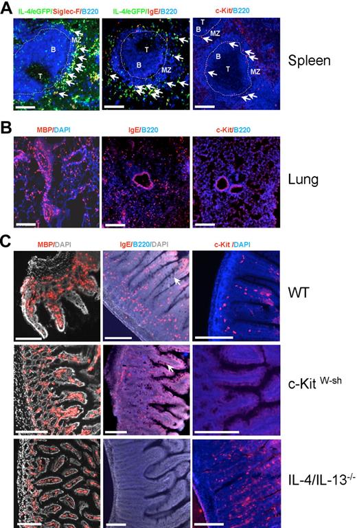 Figure 3. Localization of basophils, eosinophils, and mast cells in the spleen, lung, and intestine after N brasiliensis infection. (A) Arrows indicate the localization of eosinophils (left panel; Siglec-F+IL-4/eGFP+B220−), basophils/mast cells (middle panel; IgE+IL-4/eGFP+B220−), and mast cells (right panel; c-Kit+B220−) in the spleen of 4get mice that had been infected with N brasiliensis 10 days before. T indicates T cell zone; B, B-cell follicle; and MZ, marginal zone. The dashed line indicates the marginal sinus. (B) Localization of eosinophils (left panel; MBP+ cells), basophils (middle panel; IgE+B220− cells), and lack of mast cells (right panel; c-Kit+ cells) in the lung of infected 4get mice. (C) Localization of eosinophils (left panel; MBP+ cells), basophils/mast cells (middle panel; IgE+B220− cells), and mast cells (right panel; c-Kit+ cells) in the jejunum of day-10 infected wild-type (WT), mast cell–deficient c-KitW-sh, and IL-4/IL-13–deficient mice. Arrows indicate goblet cell hyperplasia. Scale bars indicate 200 μm.