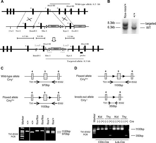 Figure 1. Generation of a T cell–specific Crry mutant mouse. (A) Schematic diagram of the wild-type Crry gene locus, targeting vector, and recombinant Crry gene locus (from top to bottom). The targeting vector contained 2 loxP sites (arrowheads) flanking exon 5. The neomycin (neo) gene cassette was flanked by 2 FRT sites (diamonds). HindIII cut produces a 6.3-kb fragment in the wild-type allele (top) and a 8.3-kb fragment in the recombinant allele (bottom). DT indicates diphtheria toxin. (B) Southern blot data showing that the positive ES cell clone (flox-neo/+) produced 2 HindIII restriction fragments, whereas a representative nontargeted ES cell clone (+/+) produced only the 6.3-kb band. (C) PCR genotyping of WT and floxed Crry gene alleles (after neo excision) with the use of a pair of primers flanking exon 5. WT alleles produced a 970-bp product, whereas the floxed allele produced a 1100-bp product. Horizontal arrows denote the approximate locations of primers (Tx1, E5S2) used in PCR, and solid arrowheads indicate the loxP sites. (D) PCR analysis showing thymus-specific deletion of exon 5 of the Crry gene in CD4-Cre+ and Lck-Cre+ Crryflox/flox mice. A 350-bp fragment indicative of mutated Crry gene allele was detected in Cre-positive mouse thymus (Thy) only. It was not present in the kidney (Kid) or in Cre-negative mouse thymus.