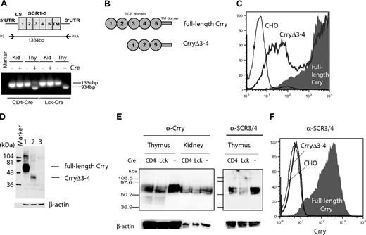 Figure 2. Confirmation of Crry gene mutation at mRNA and protein levels. (A) RT-PCR analysis confirming thymus-specific production of a shortened Crry mRNA in CD4-Cre+ and Lck-Cre+-Crryflox/flox mice. LS indicates leader sequence; SCR, short consensus repeat; UTR, untranslated region; TM, transmembrane domain; Kid, kidney; Thy, thymus. (B) Domain structures of the WT (full-length, containing SCR 1-5) and mutant Crry protein (CrryΔ3-4, containing SCR 1, 2, and 5) predicted from the shortened Crry mRNA. (C) FACS analysis of CHO cells stably transfected with the full-length Crry cDNA or the shortened Crry cDNA (CrryΔ3-4). Both proteins were expressed and detected on the cell surface by a polyclonal rabbit anti–mouse Crry antibody (α-Crry). Cells transfected with the empty pCDNA3 vector were used as controls (CHO). (D) Western blot analysis of CHO cells stably transfected with the full-length Crry (lane 1), CrryΔ3-4 (lane 2), or pCDNA vector (lane 3). As expected, CrryΔ3-4 produced a protein of smaller size. A polyclonal rabbit anti–mouse Crry antibody (α-Crry) was used. (E) Left: Western blot using α-Crry analysis indicating thymus-specific production of the mutant Crry protein (smaller size between 36.9 kDa and 50.2 kDa). Right: Absorbed SCR3/4-specific anti-Crry antibody detected WT Crry protein but not the mutant protein in the thymus. (F) Confirmation of the specificity of α-SCR3/4 by FACS analysis of transfected CHO cells. It detected full-length Crry but not CrryΔ3-4 expressed on CHO cells.