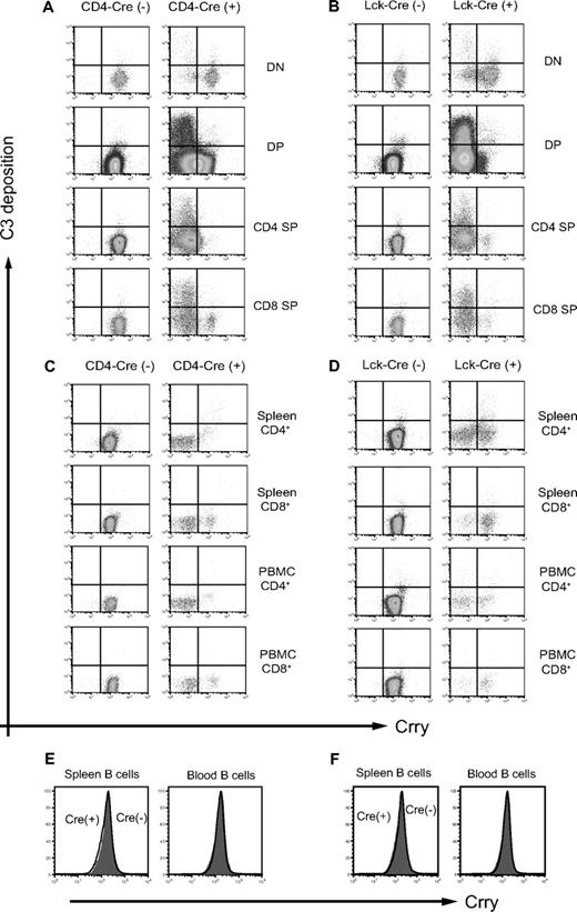 Figure 4. Flow cytometric analysis of Crry expression and C3 deposition on WT and mutant mouse thymocytes and peripheral T and B cells. (A) Analysis of thymocytes in CD4-Cre−-Crryflox/flox and CD4-Cre+-Crryflox/flox mice. (B) Analysis of thymocytes in Lck-Cre−-Crryflox/flox and Lck-Cre+-Crryflox/flox mice. (C,E) Analysis of CD4+ and CD8+ T lymphocytes (C) and B220+ B lymphocytes (E) in CD4-Cre−-Crryflox/flox and CD4-Cre+-Crryflox/flox mice. (D,F) Analysis of CD4+ and CD8+ T lymphocytes (D) and B220+ B lymphocytes (F) in Lck-Cre−-Crryflox/flox and Lck-Cre+-Crryflox/flox mice. In panels E and F, open histogram represents Cre(-) and filled histogram represents Cre(+) genotype (the 2 histograms completely overlap), respectively. The absorbed antibody, α-Crry3/4, was used for all Crry staining.