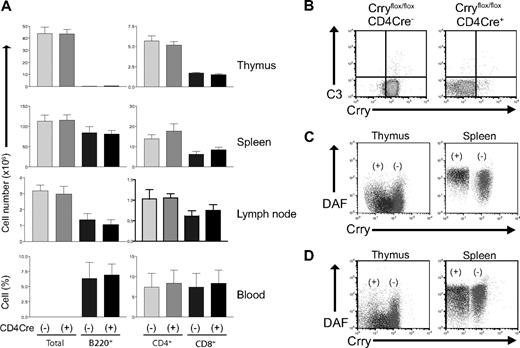 Figure 5. T-cell lymphopenia in conditional Crry gene knockout mice depends on systemic complement. (A) Bone marrow cells from CD4-Cre−-Crryflox/flox and CD4-Cre+-Crryflox/flox mice were transplanted into lethally irradiated C3−/− recipients. After 2 months, total thymus cellularity and CD4+, CD8+ T-cell numbers and percentages in the thymi, spleens, lymph nodes, and blood of the 2 types of chimeras (n = 4 per group) were analyzed as in Figure 4. No difference was detected between the 2 types of chimeras. Values are mean plus or minus SEM. (B) Flow cytometry analysis of Crry expression and C3 deposition on thymocytes of chimera mice. CD4-Cre−-Crryflox/flox → C3−/− chimeras had normal Crry expression on thymocytes, whereas CD4-Cre+-Crryflox/flox → C3−/− chimeras had no thymocyte Crry expression nor C3 deposition. (C) FACS analysis of Crry and DAF expression on thymocytes (left) and splenic CD4+ T cells (right) in CD4-Cre−-Crryflox/flox (denoted as −) and CD4-Cre+-Crryflox/flox (denoted as +) mice. DAF is not expressed on thymocytes, and average DAF level on surviving splenic CD4+ T cells in CD4-Cre+-Crryflox/flox mice (denoted as +) was higher than that on splenic CD4+ T cells of CD4-Cre−-Crryflox/flox mice (denoted as −). (D) FACS analysis of Crry and DAF expression on thymocytes (left) and splenic CD4+ T cells (right) in CD4-Cre−-Crryflox/flox → C3−/− (denoted as −) and CD4-Cre+-Crryflox/flox → C3−/− (denoted as +) chimeras. No difference in DAF expression was detected on splenic CD4+ T cells of the 2 groups of mice in this case.