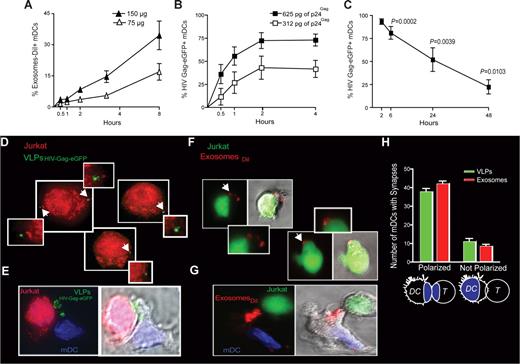Figure 4. VLP and exosome uptake in mDCs is a dose-dependent mechanism that increases over time, allowing efficient transfer to target T cells. (A) Time course of mDCs (n = 4) exposed to 2 different concentrations of ExosomesDiI and fixed at each of the indicated time points and analyzed by FACS. Exosome capture by mDCs increases over time in a dose dependent manner. (B) Time course of mDCs (n = 4) exposed to 2 different concentrations of VLPHIV-Gag-eGFP and fixed at each of the indicated time points and analyzed by FACS. VLPHIV-Gag-eGFP capture by mDCs increases over time in a dose-dependent manner. (C) Fate of VLPHIV-Gag-eGFP captured by mDCs and followed by flow cytometry for 2 days. Graph shows the percentage of Gag-eGFP-positive cells measured by FACS at the indicated time points. P values on the graph reveal that, at 48 hours after pulse with VLPHIV-Gag-eGFP, a significant percentage of mDCs still retained VLPs (one sample t test). Data (mean and SEM from 3 independent experiments) include cells from 4 different donors. (D) Orange cell tracker dye-labeled Jurkat T cells were analyzed by deconvolution microscopy after 4 hours of coculture with mDCs previously pulsed with VLPHIV-Gag-eGFP and extensively washed before coculture. The cells shown in the panels are projections of stack images obtained by merging the red and green fluorescence. Arrows indicate Gag-eGFP dots associated to Jurkat T cells, magnified in the nearby marked boxes (E). Viral synapse could also be observed in these cocultures, where mDCs pulsed with VLPHIV-Gag-eGFP were stained with DAPI. Images shown, from left to right, depict the red and green fluorescence channels merged with DAPI, the bright-field cellular shape and the combination of both. (F) Jurkat T cells labeled with a green cell tracker dye were analyzed by confocal microscopy after 4 hours of coculture with mDCs previously pulsed with ExosomesDiI and extensively washed. Images were obtained by merging the red and green fluorescence. Arrows indicate DiI dots associated with Jurkat T cells, magnified in the nearby marked boxes. Bright-field cellular shape merged with the red and green fluorescence is also shown. (G) Exosome polarization to the site of DC-T cell–contact, where mDCs pulsed with ExosomesDiI were stained with DAPI. Images shown, from left to right, depict the red and green fluorescence channels merged with DAPI, the bright-field cellular shape and the combination of both. (H) Quantification of mDCs forming synapses like those shown in panels E and G. Polarization of particles toward the synapse was considered when VLPsHIV-Gag-eGFP (green) or ExosomesDiI (red) were found within one-third of the cell proximal to the contact zone (as represented in the illustration by the blue colored area). Mean values and SEM of 50 synapses from 2 donors counted by 3 distinct observers.