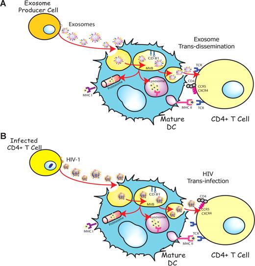 Figure 7. HIV can exploit a preexisting exosome trans-dissemination pathway intrinsic to mature DCs, allowing the final trans-infection of CD4+ T cells. (A) Exosomes can transfer antigens from infected, tumoral, or antigen-presenting cells to mDCs, increasing the number of DCs bearing a particular antigen and amplifying the initiation of primary adaptive immune responses through the MHC II pathway, cross-presentation, or the release of intact exosomes, a mechanism described here as trans-dissemination. (B) HIV gains access into mDCs by hijacking this exosome trans-dissemination pathway, thus allowing for the final trans-infection of CD4+ T cells.