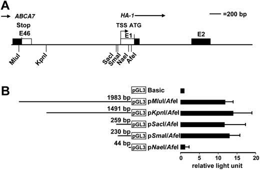 Figure 2. Analysis of the HA-1 TSS and promoter. (A) Depicted is the restriction map of the intergenic region between the ABCA7 gene and the HA-1 gene. The transcription start site (TSS) of the HA-1 gene was determined by 5′ RACE analysis and located −239 bp 5′ of the HA-1 translation start site (ATG). (B) The presence of promoter activity in proximity to the TSS was investigated with deletion constructs of the intergenic region. Depicted are the constructs fused to luciferase reporter (pGL3-Basic). Luciferase activity was determined on transient transfection of the deletion constructs into Raji; x-axis indicates that results were normalized to pGL3-Basic (relative light unit) and are shown as the mean (±SD) of 3 independent experiments.