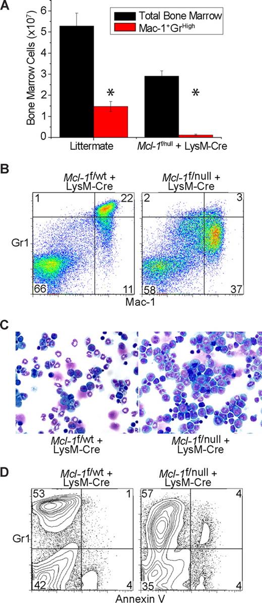 Figure 2. Deletion of Mcl-1 blocks the development of mature neutrophils and induces the accumulation of myeloid precursors. (A) Graph of the average number of BM cells from littermate control of Mcl-1f/null plus LysM-Cre mice. ■ represents the total BM number from hind limbs; red bars, the total number of mature neutrophils (Mac-1+ Gr1High). Graph represents average numbers of more than 5 mice analyzed, and error bars denote SEM. *P < .01 by 2-tailed t test when compared with littermate control population. (B) Representative flow cytometric analysis of BM from littermate control and Mcl-1–deleted mice stained for Mac-1 and Gr1. Top right quadrant contains mature neutrophils; bottom right quadrant, immature myeloid precursors. Numbers indicate the percentage of cells from the total BM. (C) Stained cytospins of BM aspirates from littermate control (Mcl-1f/wt) and Mcl-1–deleted mice (Mcl-1f/null plus LysM-Cre). Images taken with a 40× objective. (D) Flow cytometric analysis of BM from littermate control and Mcl-1–deleted mice stained for Gr1 and annexin-V to detect apoptotic cells. Top right quadrant contains myeloid lineage cells that are undergoing cell death. Numbers indicate the percentage of total BM cells.