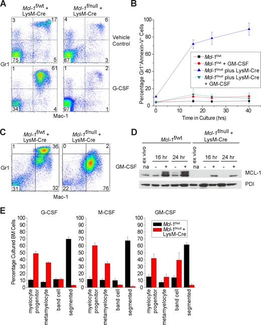 Figure 3. Growth factor signaling cannot rescue neutropenia in Mcl-1–deleted mice. (A) Representative flow cytometric analysis of blood from littermate control (Mcl-1f/wt plus LysM-Cre) and Mcl-1–deleted mice (Mcl-1f/null plus LysM-Cre) treated with G-CSF (250 μg/kg) or vehicle control for 5 days. Top right quadrant represents Mac-1 and Gr1 double-positive neutrophils. (B) Percentage of apoptotic mature and immature neutrophils (Mac-1+, Gr1(high and Intermediate), annexin-V+) from littermate control (Mcl-1f/wt plus LysM-Cre) and Mcl-1–deleted (Mcl-1f/null plus LysM-Cre) BM cells cultured in the presence or absence of GM-CSF (10 ng/mL). Data presented are the average of 3 independent experiments, and the error bars represent the SEM. (C) Flow cytometric analysis of BM from littermate control (Mcl-1f/wt plus LysM-Cre) and Mcl-1–deleted mice (Mcl-1f/null plus LysM-Cre) cultured in GM-CSF (10 ng/mL) for 1 day. Samples were stained with Mac-1 and Gr1. Top right quadrant designated as mature neutrophils; bottom right quadrant, immature neutrophils. (D) MCL-1 protein levels as determined by immunoblot analysis of BM cells from control mice (Mcl-1f/wt and Mcl-1f/wt plus LysM-Cre) or Mcl-1–deleted mice (Mcl-1f/null plus LysM-Cre) cultured with or without GM-CSF (10 ng/mL) at indicated time points. Blots were probed for PDI expression to serve as a loading control. (E) In vitro myeloid differentiation of Mcl-1f/wt littermate control (■) or Mcl-1f/null plus LysM-Cre–deleted mice (red bar) cultured in G-CSF, M-CSF, or GM-CSF (10 ng/mL). After 48 hours, cells were harvested, cytospun, and subjected to manual BM differential for myeloid precursors and neutrophils. Graphs represent the average of 3 individual experiments; error bars denote SEM.