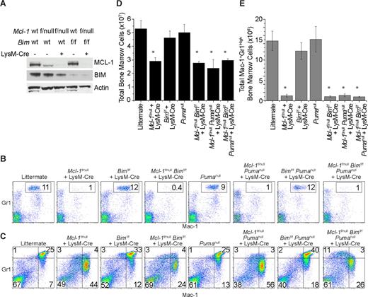 Figure 4. Neutropenia resulting from Mcl-1 deletion cannot be rescued by loss of Bim and Puma. (A) MCL-1 and BIM protein levels as determined by immunoblot analysis of BMDMs generated from control mice (wild-type and Mcl-1f/null) or mice in which Mcl-1 and/or Bim could be deleted by LysM-Cre (Mcl-1f/null plus LysM-Cre, Bimf/f plus LysM-Cre, and Mcl-1f/nullBimf/f plus LysM-Cre). Blots were probed for actin expression to serve as a loading control. (B) Representative flow cytometric analysis of blood from mice of indicated genetic backgrounds stained for Mac-1 (CD11b) and Gr1. Gate (Mac-1+Gr1high) contains mature segmented neutrophils; numbers represent the percentage of white blood cells. (C) Representative flow cytometric analysis of bone marrow from mice of indicated genetic backgrounds. Top right quadrant is designated as mature neutrophils; bottom right quadrant, immature neutrophils. (D) Graph of the average number of total BM cells from the hind limbs of mice of indicated genotypes. Graph represents average numbers of at least 3 mice analyzed per genotype; error bars denote SEM. (E) Graph denotes the average total number of mature BM neutrophils (Mac-1+ Gr1High) from mice of indicated genotypes. Graph represents average numbers of at least 3 mice analyzed per genotype; error bars denote SEM. *P < .01 by 2-tailed t test when compared with littermate control population.