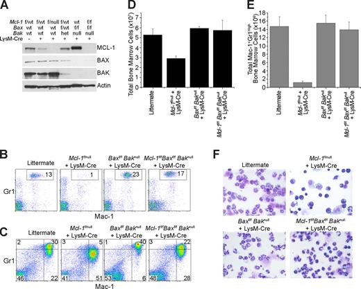 Figure 5. Deletion of both Bax and Bak rescues neutropenia induced by myeloid-specific deletion of Mcl-1. (A) MCL-1, BAX, and BAK protein levels as determined by immunoblot analysis of BMDMs generated from control mice (Mcl-1f/wt, Mcl-1f/wt plus LysM-Cre, Mcl-1f/null plus LysM-Cre, and Mcl-1f/wtBaxf/wtBakhet plus LysM-Cre) or mice in which Bax and Bak or Mcl-1, Bax, and Bak could be deleted by LysM-Cre (Baxf/fBaknull plus LysM-Cre and Mcl-1f/fBaxf/fBaknull plus LysM-Cre). Blots were probed for actin expression to serve as a loading control. (B) Flow cytometric analysis of blood from control mice and mice in which Mcl-1, Bax, and Bak were deleted in the myeloid lineage (Mcl-1f/fBaxf/fBaknull plus LysM-Cre) stained for Mac-1 (CD11b) and Gr1. Top right quadrant (Mac-1+Gr1high) contains mature segmented neutrophils. (C) Flow cytometric analysis of BM from control mice and mice in which Mcl-1, Bax, and Bak have been deleted by LysM-Cre. Top right quadrant designated as mature neutrophils; bottom right quadrant, immature neutrophils. (D) Graph of the average number of total BM cells from the hind limbs of mice of indicated genotypes. Graph represents average numbers of at least 3 mice analyzed per genotype; error bars denote SEM. (E) Graph denotes the average total number of mature BM neutrophils (Mac-1+ Gr1High) from mice of indicated genotypes. Graph represents average numbers of at least 3 mice analyzed per genotype; error bars denote SEM. (F) Stained cytospins of peritoneal cells harvested from control and Mcl-1, Bax, and Bak LysM-Cre–deleted mice harvested 16 hours after casein injection. Images taken with 40× objective.