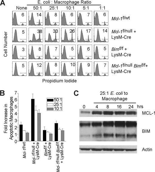 Figure 6. Loss of Mcl-1 in macrophages induces BIM-dependent death induced by phagocytosis. (A) Representative experiment of littermate control (Mcl-1f/wt), Mcl-1–deficient (Mcl-1f/null plus LysM-Cre), and Mcl-1– and Bim-deleted (Mcl-1f/nullBimf/f plus LysM-Cre) BMDMs cultured with indicated ratios of E coli bacteria to macrophages for 2 hours. At 4 hours later, the amount of death was determined by flow cytometric analysis for propidium iodide–positive cells. (B) Compilation of 3 independent experiments performed as described in panel A. Data depicted are average fold of death induced over macrophages cultured without bacteria for various bacteria-to-macrophage ratios. Error bars represent SEM. (C) MCL-1 and BIM protein levels as determined by immunoblot analysis of BMDMs generated from wild-type mice cultured with E coli bacteria (25:1 bacteria-to-macrophage ratio) for indicated time period. Blots were probed for actin expression to serve as a loading control.