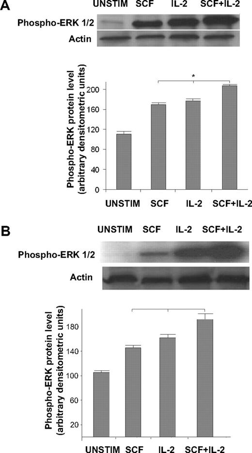 Figure 3. Phosphorylated ERK is uniquely increased in response to SCF + IL-2 as opposed to SCF or IL-2 alone. (A) The top panel shows Western blot results from starved DERL-7 cells stimulated with SCF, IL-2, or SCF + IL-2, suggesting an increase in phosphorylated ERK in response to the combination of cytokines compared with either alone. Actin serves as a loading control. On the bottom, band densitometry reveals statistically significant differences in composite mean (± SEM) phospho-ERK levels (relevant pairwise comparisons indicated by * in panel A, P < .05) from 3 independent experiments. (B) Similar findings are observed in primary human NK cells. Once again, the top panel shows Western blot results for phosphorylated ERK in response to SCF, IL-2, or the combination. On the bottom, band densitometry confirms that composite mean (± SEM) differences from 4 independent experiments shown are also statistically significant (relevant pairwise comparisons indicated by * in panel B, P < .05).