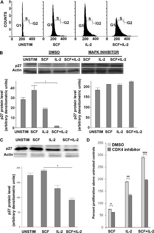 Figure 5. MAPK-mediated synergistic proliferation is mediated in part by unique modulation of the G1/S cell-cycle checkpoint. (A) The NK-cell line DERL-7 is more than 95% viable by trypan blue staining and is entirely in G0 after 48 hours in SFM (left panel). After 24 hours in SCF, IL-2, or SCF + IL-2, increasing proportions of cells transit beyond G1/S. SCF + IL-2–stimulated cells (right panel) have the highest proportion beyond the G1/S checkpoint (P < .05). Statistically significant results are representative of 3 independent experiments. (B) Starved DERL-7 cells were stimulated with SCF, IL-2, or SCF + IL-2 for 18 hours in the presence of DMSO (carrier) or an inhibitor of MAPK. Top: Immunoblotting for p27 in the top left panel reveals that, in the presence of DMSO, loss of p27 is greater in response to SCF + IL-2 than in response to IL-2 or SCF alone. The bottom panel shows actin as a loading control. Immunoblotting for p27 in the top right panel reveals that, in the presence of the MAPK inhibitor UO126, there is no change in p27 expression. Bottom left: The bar graph summarizes band densitometry data shown as the composite mean (± SEM) from 3 independent immunoblotting experiments such as that shown on the top left in the presence of DMSO. It confirms that these differences in p27 expression are statistically significant (comparisons indicated by * in panel B, P < .05 for all pairwise comparisons). Bottom right: The bar graph summarizes band densitometry data shown as the composite mean (± SEM) from 3 independent immunoblotting experiments such as that shown on the top right in the presence of the MAPK inhibitor UO126. It confirms that these differences in p27 expression are not statistically significant (P = n/s). (C) A similar phenomenon is observed in primary human NK cells that show the greatest loss of p27 expression in the top panel is in response to SCF + IL-2 compared with SCF or IL-2 alone after 18 hours. Band densitometry in the bottom panel again shown as composite mean (± SEM) from 2 independent experiments in 2 different donors confirms statistical significance of differences (for comparisons indicated by * in panel C, P < .05 for all pairwise comparisons). (D) The y-axis represents the mean percentage proliferation (± SEM) above that measured for untreated controls as measured by the MTS assay, of NK-cell line DERL-7 in response to cytokine stimulation preincubated in a selective CDK4 inhibitor (PD0332991) compared with vehicle (DMSO) alone. Statistically significant differences were observed in proliferation in all conditions as a function of CDK4 inhibition (*P < .05, **P < .01, and ***P < .001). Results shown are combined from 3 independent experiments.