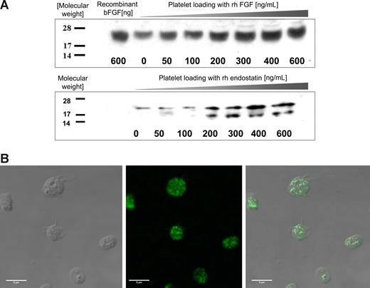 Figure 1. Angiogenesis regulators are taken up by platelets in vitro. (A) PRP was incubated with increasing concentrations of recombinant human bFGF (rhbFGF) or recombinant human endostatin (rh endostatin) for an hour. The platelets were then isolated by sequential centrifugation, washed, treated with 1% Triton X to remove the membrane, and lysed for SDS-PAGE analysis. Standard Western blots using antihuman endostatin and antihuman bFGF antibodies reveal a dose-dependent increase in the respective proteins in the cytoplasmic fraction of fresh platelets. (B) To establish the localization of proteins taken up by platelets, the platelets were incubated with His-tag labeled endostatin, fixed using paraformaldehyde, and anti-His antibody was used to separate the platelet endogenous endostatin (not labeled) from the endostatin “loaded” into platelets (fluorescent label). (Left) DIC image of the platelets. (Middle) The fluorescent label of the His tag. (Right) The overlay of the 2 images. The pattern of the fluorescent signal indicates that endostatin is taken up into the granules of platelets rather than remaining membrane-associated.