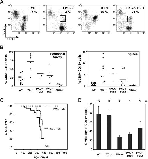 Figure 1. TCL1 reconstitutes the absent CD5+ B-cell population in PKCβ-deficient mice, but loss of PKCβ in TCL1 mice abrogates the CLL phenotype. (A) Flow cytometric analysis of the pretumor hyperplasia phenotype as present in the peritoneal cavity in indicated genotypes. Six-month-old mice were killed, and peritoneal cavity washes were analyzed for the content of CD5+CD19+ B cells (percentage of total cells in a lymphocyte gate are given in the graphs). Results from 6-month-old mice are shown as representative examples. Genotypes are abbreviated as follows: wild-type mice, WT; PKCβ-deficient mice, PKC−/−; TCL1 transgenic mice, TCL1; and the TCL1 transgenic mice with deleted PKCβ alleles, PKC−/− TCL1. (B) Graphs showing the percentage of CD5/CD19 double-positive cells (analyzed as shown in panel A) as individually represented values per mouse analyzed (means are represented by the horizontal lines), according to genotype (PKC+/− TCL1 denotes TCL1 transgenic mice with loss of a single PKCβ allele). Data from the peritoneal cavity (PC) and spleen are shown. Statistical comparisons were performed using unpaired t test (P values shown in Table S2). (C) Mice of indicated genotypes were followed until the development of signs of illness (TCL1, n = 45; PKC+/− TCL1, n = 20; PKC−/− TCL1, n = 21). Analysis of the organs was performed, and development of CLL was scored as an event. Kaplan-Meier plots of CLL-free survival are shown. Difference between groups proved statistically significant by log-rank test (TCL1 vs PKC+/− TCL1, P = .034; TCL1 vs PKC−/− TCL1, P < 0.001; PKC+/− TCL1 vs PKC−/− TCL1, P = .009). WT controls and PKC−/− mice did not develop CLL until more than 500 days. (D) Cells (2 × 105/well) were cultured in uncoated wells or wells coated with 5 μg/mL anti-IgM F(ab′)2 fragments for 24 hours. Cell viability of anti-IgM–treated B cells compared with untreated controls is shown for the indicated genotypes. Error bars represent SEM. Groups were compared by unpaired t test: WT versus PKC−/−, P = .036; TCL1 versus PKC−/− TCL1. P = .042.