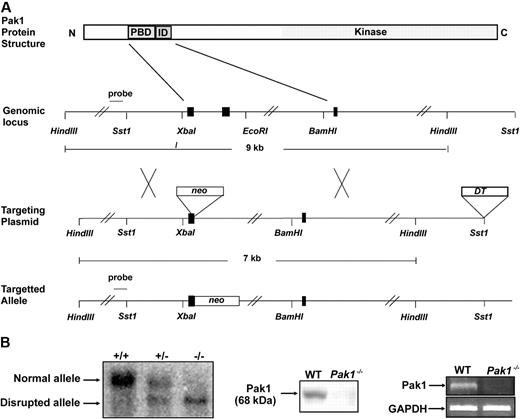 Figure 1. Targeted disruption of the Pak1 allele. (A) Partial restriction map of the native Pak1 gene (genomic locus), the targeting vector replacing the coding sequence of a portion of the N-terminus, including the p21-binding domain (PBD) and the inhibitory domain (ID) with the Neo-resistance gene in the antisense orientation (targeting vector), and the organization of the targeted Pak1 allele (targeted allele). The 1-kb genomic probe used for screening is indicated along with the expected sizes of the wild-type (WT) and targeted HindIII fragments. (B) Genomic Southern blot analysis (left panel). The nontargeted Pak1 allele (10 kb) is visualized in the WT (+/+) mice and the targeted allele (8 kb) is visualized in the Pak1−/− (−/−) mice. Both bands can be appreciated in the heterozygous (+/−) mice. Western blot analysis (center panel). WT and Pak1−/− bone marrow–derived mast cell (BMMC) lysates were subjected to immunoblotting with anti-Pak1. The 68-kDa Pak1 protein is present in WT BMMCs and absent in the Pak1−/− cells. RT-PCR analysis (right panel). Pak1 cDNA was amplified by PCR from BMMCs to generate a 352–base pair fragment (corresponding to base pairs 306-658) in the WT cells, which is absent in the Pak1−/− cells. GAPDH mRNA in WT and Pak1−/− BMMCs is also shown.