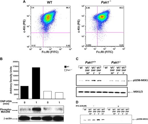 Figure 2. Characterization of Pak1−/− bone marrow–derived mast cells. (A) Bone marrow–derived mast cell (BMMC) receptor expression. BMMCs were maintained in culture for 5 weeks, and expression of c-kit and FcϵRI was measured by incubation with antimouse CD 117 (c-kit) PE-conjugated antibody, and anti-DNP monoclonal antibody IgE clone SPE-7 followed by incubation with FITC-conjugated anti–mouse IgE secondary antibody. Double-positive cells (top right quadrant) are mature mast cells, expressing both c-kit and FcϵRI. Data shown are representative of 6 independent lines from each genotype. (Mean WT = 96.1 + 2.3 SEM % vs Pak1−/− = 95.3 + 1.7 SEM % double-positive cells, n = 6.) (B) IgE-mediated Pak1 activation in BMMCs (representative of 3 independent experiments). IgE-primed BMMCs were stimulated with antigen (DNP) for the indicated times, lysates were precipitated with anti-Pak1 antibody, and Pak1 activity was assayed. (C) Pak1 activation of pS298-MEK1 in Wt and Pak1−/− BMMCs. IgE-primed BMMCs were stimulated with antigen (DNP) for the indicated times. Cell lysates (“Western blotting”) were subjected to immunoblotting with anti–phospho-S298 MEK1 (top blot) or anti–total MEK1/2 (bottom blot). (D) Effect of IPA-3 treatment in Wt BMMCs. The length of activation and the addition of inhibitor are indicated.