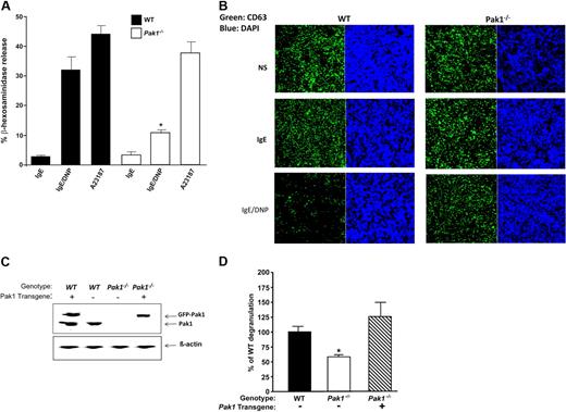 Figure 3. Pak1 is a critical mediator of mast cell degranulation in vitro. Mast cell degranulation was assessed by measuring the release of β-hexosaminidase. (A) IgE-primed WT and Pak1−/− BMMCs were stimulated with DNP-HSA for 15 minutes. To determine FcϵRI-independent degranulation, cells were alternatively stimulated with calcimycin (A23187). In all conditions, β-hexosaminidase activity was measured in the supernatant and the extent of degranulation is reported as a percentage of total cellular β-hexosaminidase activity. Data are means plus or minus SEM from triplicate samples in 4 independent experiments. *P < .05, WT versus Pak1−/−, unpaired, 2-tailed, Student t test. (B) Confocal laser scanning microscopy images of CD63-EGFP in BMMCs. CD63-EGFP fusion protein was introduced into WT and Pak1−/− progenitors by retroviral transduction as described in “Methods.” Incorporation of the expressed CD63-EGFP into secretory vesicle membranes allows visualization of vesicle location. Fluorescence images of CD63-EGFP (left) and DAPI (right) are shown. Images are representative of 3 independent experiments. (C) Wild-type Pak1 was reintroduced into Pak1−/− BMMCs by lentiviral transduction. Expression of Pak1 in transduced Wt and Pak1−/− BMMCs. The recombinant and endogenous Pak1 proteins are indicated. (D) Release of β-hexosaminidase was measured after sensitization and antigen stimulation as in panel A. Data are expressed as a percentage of WT degranulation. Proof of phenotypic rescue by reintroduction of Pak1 is shown for a single transduced mast cell line assayed in triplicate.