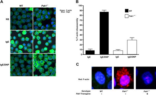 Figure 5. Pak1 is required for normal allergen-induced cytoskeletal changes and vesicle trafficking. In all panels, cells were imaged at baseline (NS), after IgE-priming (4 hours), or following IgE-priming and DNP-HSA stimulation (5 minutes) as indicated. (A) WT and Pak1−/− BMMCs were fixed and stained with Alexa-488 phalloidin (to detect F-actin intensity) and DAPI nuclear stain. The images are representative of 5 experiments. (B) The number of cells showing F-actin disassembly was estimated under indicated conditions using a quantitative intensity analysis of Image J. Data are expressed as a percentage of cells with fragmented rings (= number of cells with fragmented ring/total number of cells imaged × 100) for 4 independent experiments (100 cells counted per experiment); *P < .001, WT versus Pak1−/−, unpaired, 2-tailed, Student t test. (C) Confocal laser scanning microscopy images of WT or Pak1−/− BMMCs transduced with pCL1EGFP (control, “−”) or pCL1EGFP-PAK1 (Pak1 transgene, “+”) as indicated. Imaged cells have been treated with IgE and DNP.