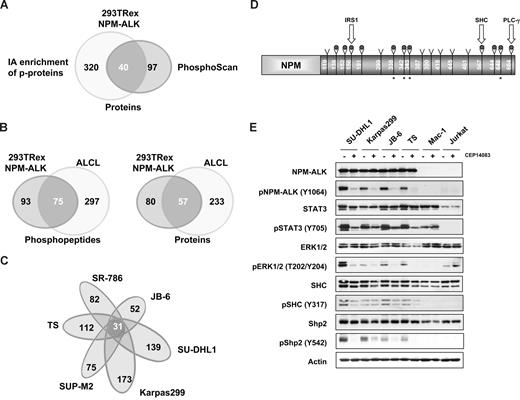 Figure 1. LC-MS/MS profiling of NPM-ALK+ cells identifies a common set of Tyr-phosphorylated proteins. (A) Comparison of the datasets derived from the immunoaffinity (PhosphoScan) and conventional LC-MS/MS-based proteomic approaches (Table 1). (B) Immunoaffinity profiling of NPM-ALK+ ALCL cell lines compared with NPM-ALK-positive HEK-293T-Rex cells. (C) Comparative PhosphoScan performed on 6 different ALCL cell lines. (D) Tyrosine phosphorylated sites on the NPM-ALK protein are represented with a gray dot (9 of these were identified in all ALK+ cell lines); the star represents newly discovered sites. Tyrosine sites known to interact with IRS1, SHC, and PLC-g are indicated. (E) The phosphorylation status of selected proteins was assessed in ALCL cell lines after treatment with CEP14083 and detected by phospho-specific antibodies as indicated.