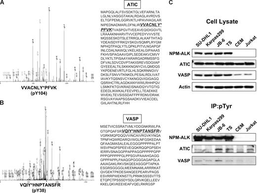 Figure 2. Tyrosine phosphopeptides are identified in ALK+ ALCL cells. (A) MS/MS spectrum of tyrosine-phosphorylated peptide VVACNLYPFVK, assigned to the protein ATIC (percentage coverage, 1.8% of total sequence). (B) MS/MS spectrum of tyrosine-phosphorylated peptide VQIYHNPTANSFR, assigned to the protein VASP (percentage coverage, 3.4% of total sequence). (C) Total protein expressions (top panel) and phosphorylation status (bottom panel) as assayed by Western blot with the indicated antibodies.