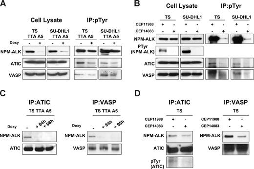 Figure 3. ATIC and VASP phosphorylation is dependent on NPM-ALK kinase activity. (A) Phospho-tyrosine containing proteins were first immunoprecipitated (IP) with a specific anti (pTyr) antibody and subsequently blotted with the indicated antibodies. (B) Lysates from ALK+ ALCL cell lines (TS and SU-DHL1), treated with small-molecule ALK inhibitor (CEP14083) or a control compound (CEP11988), were immunoprecipitated and blotted with the indicated antibodies. (C) Total lysates from doxycycline-treated TS TTA A5 cells (1 mg/mL for 84 and 96 hours) were IP with a specific anti-ATIC or anti-VASP antibody and blotted with anti-ALK antibody. (D) Total proteins from TS cells (300 nM of CEP14083 or CEP11988) were IP with a specific anti-ATIC or anti-VASP antibody and blotted with anti-ALK antibody.