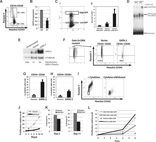 Figure 2. High expression of endogenous GATA-2 correlates with quiescence of human cord blood (CB) cells. (A) Quiescent and cycling CD34+CD38− cells were sorted from freshly thawed CB on the basis of low and high Pyronin Y staining, respectively. (B) Quantitative RT-PCR analysis from 2 independent samples showed higher expression of GATA-2 relative to HPRT in the quiescent G0 cells. HPRT was expressed at similar levels in these subsets (data not shown). Error bars indicate SEM. (C) The bicistronic lentiviral expression construct in Figure 1E was used to drive enforced expression of FLAG-tagged GATA-2 and GFP. Transduced CD34+ cells selected on the basis of GFP expression (i) were used for quantitative RT-PCR for GATA-2 (ii) to show that expression of GATA-2 is higher in GFPhi cells. (D) DNA-binding competency and expression level of FLAG–GATA-2 expressed in sorted GFP+ total CD34+ CB cells as assessed by electrophoretic mobility shift assay using 32P-labeled GATA oligonucleotide (sequence, 5′ to 3′ TATTTTTATCTGATAGGAAGT). (E) Western blot showing expression level of lentivirally expressed GATA-2 in freshly isolated unstimulated CB CD34+ cells, or after transduction with vector or GATA-2. Expression relative to β-tubulin (normalized to ratio in vector-transduced cells) is shown below the blot. (F) CB CD34+ samples were split, infected with lentiviral vectors, and sorted 3 days later on CD34 and CD38 before staining with Hoechst and Pyronin Y. Hoechst 33342 and Pyronin Y staining profiles are shown for the indicated populations from a representative sample. The mean percentage of quiescent GFP+CD34+CD38− (G) and quiescent GFP+CD34+CD38+ cells (H) falling in the G0 gates is presented from 3 independent samples. Error bars indicate SEM. (I) CB CD34+ cells in culture in SCF, TPO, and Flt3L were washed to remove cytokines and left in culture overnight; a control culture had cytokines added back. Eighteen hours later the cells were fixed in ethanol and stained with Hoechst and Pyronin Y. (J) Enforced GATA-2 expression confers a profound growth defect. Transduced GFP+CD34+CD38− cells were put into culture in SCF, TPO, and Flt3L and counted at intervals. Cell density per milliliter is shown from 1 of 3 representative experiments. (K) Cells were sampled at day 2 and day 11 and stained for annexin V by flow cytometry. Cells with enforced expression of GATA-2 were not more apoptotic than those expressing empty vector. Similar data were obtained throughout 4 replicate in vitro proliferation experiments. (L) The proliferative defect is predominantly observed in cells expressing high levels of GATA-2. Samples of transduced CD34+ cells with the highest and lowest levels of GFP expression were sorted and cultured as before. Cell density per milliliter is shown from a representative experiment.