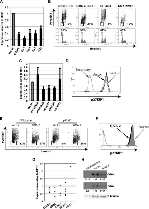Figure 4. Enforced GATA-2 expression alters expression of genes involved in cell-cycle control but does not confer quiescence by MEF repression or CKI induction. (A) Quantitative RT-PCR of C/EBPα, Gfi-1, Egr2, Pu.1, and MEF in CB CD34+CD38− cells on enforced expression of GATA-2. Expression relative to HPRT (n ≥ 4; error bars indicate SEM). P < .01 for all. (B) Enforced expression of MEF from an LNGFR-expressing bicistronic construct does not prevent the conferral of quiescence by enforced expression of GATA-2 in CD34+ cells. Cells cotransduced with all combinations of GFP- and LNGFR-marked expression vector, empty or encoding GATA-2 or MEF, respectively, were stained with Hoechst and Pyronin Y. Enforced MEF expression has positive effects on cell cycle independently of GATA-2, but the effect of enforced GATA-2 expression is dominant to this. (C) CKIs p16INK4A, p19INK4D, p21CIP1, p27KIP1, and p57KIP2 are not induced by enforced GATA-2 expression in CB CD34+CD38− cells by quantitative RT-PCR relative to HPRT (n ≥ 4l error bars indicate SEM). (D) Enforced expression of GATA-2 in CB CD34+ cells does not cause induction of p27KIP1 as measured by intracellular flow cytometry. (E) Enforced expression of GATA-2 induces quiescence in p21−/− mouse Lin−Kit+Sca+ cells as measured by Hoechst/Pyronin staining, but (F) p27KIP1 is not induced in these cells. (G) Expression of CCND3, CDK4, CDK6, and MCM5 is reduced by enforced GATA-2 expression in CB CD34+CD38− cells, whereas HES1 expression is induced (quantitative RT-PCR relative to HPRT). (n ≥ 4 except n = 1 for HES1; P < .05 for all except MCM5 and HES1. MCM5 expression is reduced in 4 of 5 independent experiments and as a result P > .05). (H) Expression of CDK4, CDK6, and β-tubulin by Western blot in CD34+ cell extracts prepared from freshly isolated unstimulated cells and cells transduced with empty vector and GATA-2 after 3 days in SCF, TPO, and Flt3L. Densitometric analysis of expression relative to β-tubulin, normalized to the ratio in vector-transduced cells, is shown below each panel.