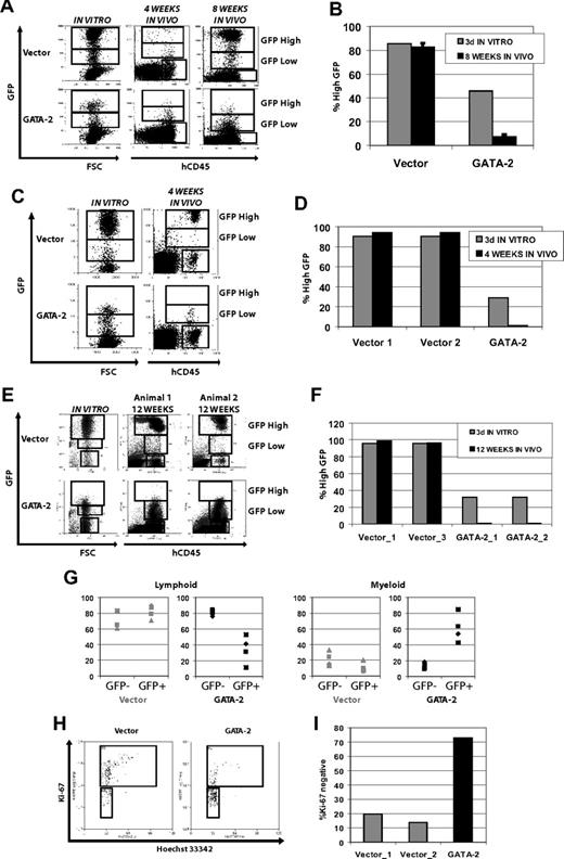 Figure 5. Engraftment and in vivo reconstitution of NOD-SCID animals by CD34+CD38− CB cells is inhibited by enforced GATA-2 expression in a level-dependent manner. (A) GFP expression level after 3 days in vitro culture, showing GFP intensity and transduction efficiency of transplanted GATA-2–transduced populations. Staining for human CD45 and GFP signal are shown for 1 representative animal from each group at 4 and 8 weeks (same animal sampled at 4 weeks is shown at 8 weeks). All animals are represented in Figure S1C. (B) High GATA-2–mediated expansion defect in NOD-SCID animals. Mean proportions of engrafted GFP+ cells falling in the upper gate shown in panel A, with high expression of GFP, are plotted for all engrafted animals at 8 weeks (n = 4 for each transgene). Error bars indicate SEM. (C) Expression level-dependent inhibition of hematopoiesis in NOD-SCID mice is not due to alterations in homing. GFP expression level after 3 days in vitro culture and in vivo 4 weeks after intraosseous injection. Engrafted cells expressing high levels of GATA-2 are not observed at the same frequency as in the initial transplant material. Cells were injected directly into the bone marrow cavity after only 5 hours of exposure to lentivirus. Staining for human CD45 and GFP signal are shown. (D) Proportions of engrafted human GFP+ cells falling in the upper GFP gate shown in panel C are plotted for the populations given as a transplant (dark gray) and from all engrafted animals at 4 weeks after intraosseous injection (black; n = 2 for vector-transduced cells; n = 1 for GATA-2). (E) Similar to panel C, cells were injected directly into the bone marrow cavity after 5 hours of transduction, and engraftment was assessed 12 weeks later. (F) Similar to panel D, proportions of engrafted human GFP+ cells falling in the upper GFP gate shown in panel E are plotted for the transplant (dark gray) and from all engrafted animals at 12 weeks after intraosseous injection; n = 2 for both groups. (G) Relative lymphoid and myeloid reconstitution is affected by enforced GATA-2 expression. For each animal, the proportion of human CD45+GFP− and human CD45+ GFP+ cells falling in CD19+ lymphoid and CD33+ myeloid gates are plotted; n = 4 animals in each group. Vector-transduced and GFP− cells show no significant difference in lineage distribution, whereas GATA-2–transduced GFP+ cells read out predominantly in the myeloid lineage. (H) Ki-67 expression of engrafted GFP-positive cells sorted from the bone marrow of NOD-SCID mice. Many more vector-transduced cells express the proliferation marker Ki-67 than GATA-2–transduced cells. Plots are shown from 1 of 2 representative experiments, where 1 of 2 vector-engrafted animals is compared with a single GATA-2–engrafted animal. (I) Plots showing proportions of quiescent cells lacking expression of Ki-67 from all animals in the experiment represented in panel H.