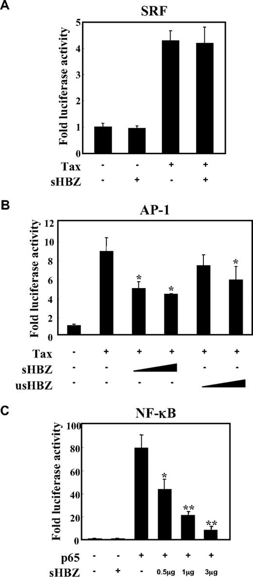 Figure 1. sHBZ inhibited NF-κB and AP-1 activation but did not influence the SRF pathway. Jurkat cells were cotransfected with phRL-TK and reporter plasmid pSRF-Luc (A), AP-1-Luc (B), or κB-Luc (C), respectively, with or without 1 or 3 μg pME18Sneo-sHBZ and 1 μg pCG-Tax (A,B) or 1 μg pCMV-Tag 2-p65 (C). The total amount of DNA for transfection was equalized by adding empty vectors. After 48 hours, a dual luciferase reporter assay was preformed as described in “Methods”. All the data shown are relative values of firefly luciferase normalized to Renilla luciferase and expressed as mean of a triplicate set of experiments (± SD). *P < .05; **P < .01.