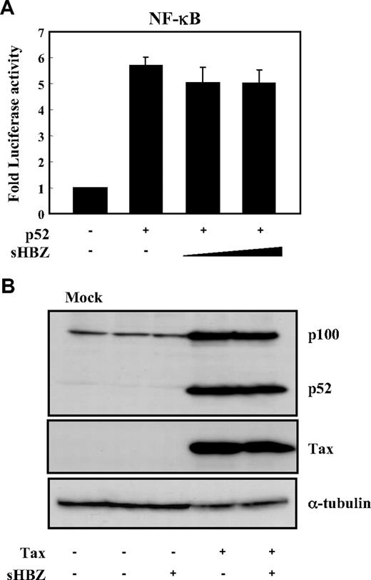 Figure 3. sHBZ did not affect alternative NF-κB pathway. (A) The effect of sHBZ on p52-mediated alternative NF-κB activation. Jurkat cells were cotransfected with κB-Luc, phRL-TK, pEF-p52, and pME18Sneo-sHBZ. Luciferase levels were measured after 48 hours. (B) sHBZ did not influence p52 and p100 expression. Jurkat cells were cotransfected with vectors that express Tax and sHBZ. After 48 hours, cell lysates were then subjected to immunoblot with anti-p52, Tax, and α-tubulin.