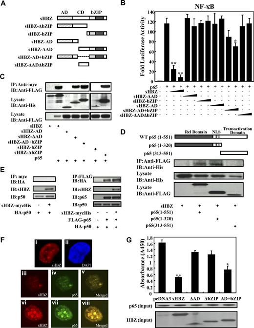 Figure 4. Domains of sHBZ responsible for suppression of NF-κB p65. (A) Schematic diagram of HBZ and its mutants used in this study. Characteristic domains of HBZ are indicated as follows: activation domain (AD), central domain (CD) and basic leucine zipper domain (bZIP). (B) Analysis of HBZ deletion mutants for the effect on p65-mediated NF-κB activation. Jurkat cells were cotransfected with κB-Luc and phRL-TK, with or without 1 μg of pCMV-Tag 2-p65, and with 1 or 5 μg pME18Sneo-sHBZ or sHBZ mutant. After 48 hours, luciferase levels were measured. *P < .05; **P < .01. Error bars represent SD. (C) Determination of the region of HBZ responsible for the interaction with p65. 293FT cells were transfected with the indicated mycHis-sHBZ mutants along with the FLAG-p65 vector. Cell lysates were subjected to immunoprecipitation (IP) using anti–c-Myc followed by immunoblotting (IB) using anti-FLAG. The expression levels of p65 and sHBZ mutants were detected. (D) Mapping the region of the p65 protein necessary for the interaction with sHBZ. The schema of p65 deletion mutants has been shown. The locations of the Rel homology domain, the nuclear localization signal (NLS), and the transactivation domain are indicated. 293FT cells were transfected with mycHis-sHBZ along with full-length or mutant FLAG-p65. At 48 hours after transfection, total cell lysates were subjected to IP using anti-FLAG followed by IB using anti-His. (E) HBZ did not influence p65/p50 interaction. 293FT cells were transfected with the indicated expression vectors. Cell lysates were subjected to IP using anti–c-Myc or anti-FLAG followed by IB using anti-HA. The expression levels of p65, p50, and sHBZ were detected. (F) sHBZ colocalizated with p65 in the cell nucleus. HeLa cells were transfected with mycHis-sHBZ together with (panels iii-viii) or without (panels i,ii) FLAG-p65. sHBZ was detected using anti-MYC Cy3 antibody (panels i,iii,vi). p65 was detected using anti–Flag-biotin and secondary Streptavidin-Alexa 488 antibody (panels iv,vii). The overlay of sHBZ and p65 is shown (panels v,viii). DAPI (4,6 diamidino-2-phenylindole) was used to counterstain the nucleus (panel ii). (G) sHBZ decreased p65 DNA binding capability. 293FT cells were transfected with FLAG-p65 together with either mycHis-sHBZ or one of its mutants. Cell lysates were subjected to the enzyme-linked immunosorbent assay (ELISA)–based NoShift assay to measure the DNA binding capability of p65. The absorbance at 450 nm indicated the binding ability of p65 (top panel). The bottom panel shows the amount of p65 and sHBZ in the 20% of input for analysis. *P < .05; **P < .01. Error bars represent SD.