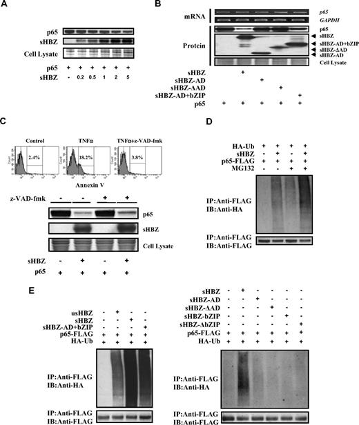 Figure 5. sHBZ promotes p65 degradation through a ubiquitination-dependent pathway. (A) sHBZ repressed the level of p65 in a dose-dependent manner. 293FT cells were transfected with 1 μg pEF-p65 and various amounts of mycHis-sHBZ (0.2, 0.5, 1, 2, and 5 μg). After 36 hours, the cell lysates were subjected to immunoblotting. (B) Activation and leucine-zipper domains of sHBZ were necessary for suppression of p65. 293FT cells were transfected with 50 ng pEF-p65 and 250 ng either mycHis-sHBZ or its mutants. At 36 hours after transfection, the level of p65 mRNA was analyzed by semiquantitative RT-PCR. The levels of GAPDH mRNA are shown as internal control (top panel). Whole cell lysates were subjected to immunoblotting (bottom panel). (C) sHBZ-mediated suppression of p65 protein is caspase independent. Top panel: 293FT cells were transfected with FLAG-p65 together with mycHis-sHBZ. The caspase inhibitor z-VAD-fmk was added 2 hours before transfection. At 48 hours after transfection, cell lysates were subjected to immunoblotting. Bottom panel: Jurkat cells were cultured in the presence of indicated drugs for 24 hours. Cell death was analyzed by annexin V staining. (D,E) sHBZ accelerated the ubiquitination of p65. 293FT cells were transfected with FLAG-p65, HA-ubiquitin, and either mycHis-sHBZ or its mutants. After 24 hours, cells were treated with or without MG132 for 12 hours. Cell lysates were subjected to IP using anti-FLAG followed IB using anti-HA.