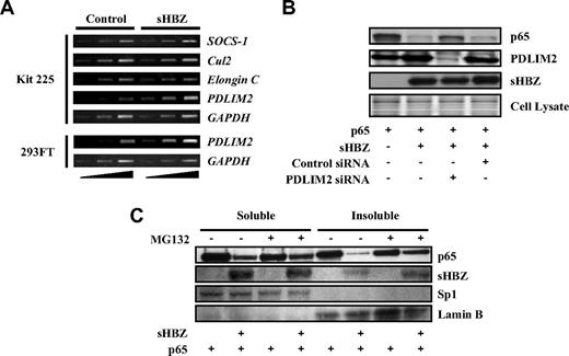 Figure 6. HBZ up-regulates expression of PDLIM2 gene. (A) sHBZ up-regulates PMLIM2. Total RNA was extracted from sHBZ-expressing or control Kit 225 and 293FT cells. The levels of SOCS-1, Cul2, Elongin C, PDLIM2, and GAPDH mRNA were measured by semiquantitative RT-PCR. The ramp on the left represented an increasing PCR cycle number. (B) Reducing PDLIM2 expression by siRNA recovered sHBZ-mediated suppression of p65. 293FT cells were transfected with expression vectors together with PDLIM2 siRNA or control siRNA. Protein expression was analyzed by western blotting. (C) sHBZ induced the degradation of insoluble p65. 293FT cells, untreated or treated with MG132, were transfected with mycHis-sHBZ along with FLAG-p65. After 48 hours, soluble and insoluble nuclear fractions were subjected to immunblotting. The expression levels of p65, sHBZ, Sp1, and Lamin B were detected.