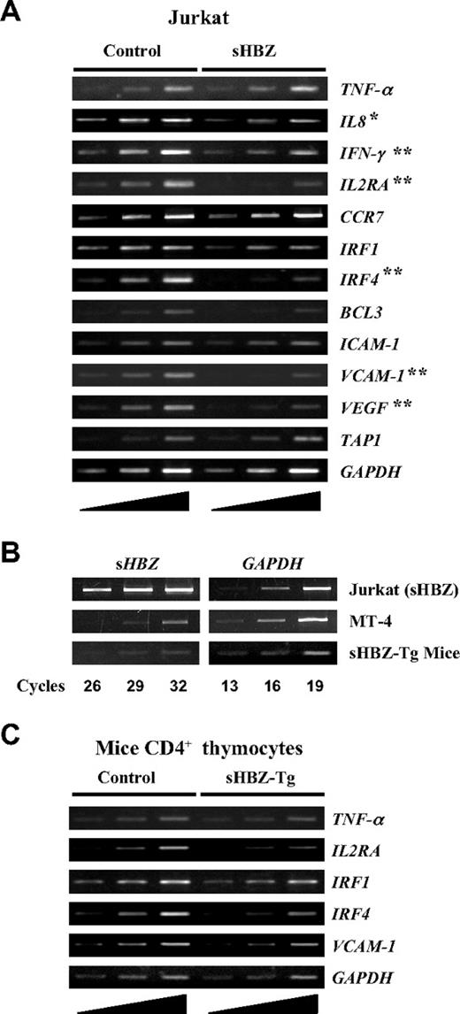 Figure 7. Suppressed expression of selected classical NF-κB target genes in vitro and in vivo by sHBZ. (A) Transcriptional changes of selected classical NF-κB target genes in sHBZ-expressing Jurkat cells. After stimulating the cells with PMA plus ionomycin, the levels of TNF-α, IL-8, IFN-γ, IL2RA, CCR7, IRF1, IRF4, BCL3, ICAM-1, VCAM-1, VEGF, TAP1, and GAPDH mRNA were analyzed by increasing cycles of semiquantitative RT-PCR, represented by the ramp on the left. (B) Comparison of the HBZ gene transcripts in an ATL cell, MT-4, in HBZ-transfected Jurkat cells, and in CD4+ thymocytes from HBZ transgenic mice. All samples were amplified over the same number of PCR cycles as shown. (C) Transcriptional changes of selected classical NF-κB target genes in CD4+ thymocytes from sHBZ transgenic mice. After stimulating the cells with PMA plus ionomycin, the levels of TNF-α, IL2RA, IRF1, IRF4, VCAM-1, and GAPDH mRNA were analyzed by increasing cycles of semiquantitative RT-PCR, represented by the ramp on the left. *P < .05; **P < .01.