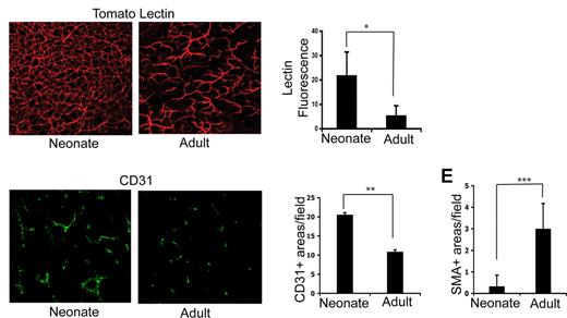 Figure 2. The neonatal thymus contains an immature, dense vasculature. (A) In vivo tomato lectin staining acquired by confocal microscopy as described in “In vivo labeling of the thymic vasculature” showing the vasculature of a neonatal (left panel) and adult (right panel) mouse thymus. (B) Graph shows the average percentage increase (± SD) in fluorescent intensity above the control (no lectin staining) threshold. *P < .001. (C) Immunofluorescent staining of sections of neonatal (left panel) and adult (right panel) thymus using anti-CD31 antibody. (D) Quantitation of average numbers of CD31+ vessels per section in adult and neonate. **P = .05; n = 7 sections for neonate and adult. (E) Average number of SMA-positive areas per field examined in adults (n = 12 fields) and neonate (n = 6 fields). ***P < .001. Error bars represent standard deviation.