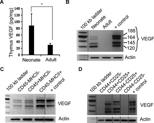 Figure 5. VEGF expression patterns in neonatal and adult thymus. (A) VEGF protein levels from “thymocyte-depleted” lysates from neonate and adult thymi. *P = .02. (B) VEGF and β-actin expression from RNA isolated from bulk thymic cells from neonates and adults. “+ control” lane contains mouse reference RNA. (C) VEGF and β-actin mRNA expression in stromal (CD45−MHCII−), hematopoietic (CD45+MHCII−), and epithelial (CD45−MHCII+) cells from neonatal thymus. (D) VEGF and actin mRNA expression from FACS-isolated DN (CD4−CD8−) thymocyte subsets in neonatal thymus. The vertical lines in panels B through D indicate repositioned gel lanes. Error bars represent standard deviation.