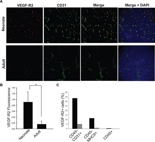Figure 6. VEGF-R2 expression in neonatal and thymus. (A) Immunofluorescent staining of sections of neonatal (top row) and adult (bottom row) thymus with VEGF-R2 (leftmost panel) and CD31 (2nd from left) as described in “Methods.” The merged images (2nd from right) show overlap between VEGF-R2 and CD31 represented by yellow areas. The rightmost panels represent the merged images with DAPI included. (B) Quantitation of VEGF-R2 expression by immunofluorescence in neonatal and adult thymus. *P < .001. (C) Percentage of VEGF-R2+ cells in each subset (endothelial cells: CD45-CD31+; TECs: CD45−MHCII+; hematopoietic cells: CD45+) of neonatal and adult thymus measured by FACS analysis. Error bars represent standard deviation.