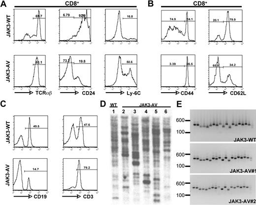 Figure 2. Immunophenotypic characterization of the CD8+ T-cell population. Flow cytometric analysis of JAK3-WT versus JAK3-AV thymic (A) or splenic (B) CD8+CD4− T cells. (C) Flow cytometric staining for splenic T cells (CD3+) and B cells (CD19+) in JAK3-AV versus JAK3-WT mice. All analyses are gated on GFP+ cells and are representative of at least 5 independent experiments. Numbers indicate the percentage of cells. (D) Southern blot analysis from splenic genomic DNA of 1 JAK3-WT (lane 1) and 5 different JAK3-AV mice (lanes 2-6) using a GFP-specific probe. (E) PCR for the different variable TCRβ regions from splenocyte-derived cDNA of 1 JAK3-WT and 2 JAK3-AV animals (right panel). Each lane represents 1 PCR reaction with a different forward primer for the TCRβ variable regions (1-19 from left to right) and the same reverse primer for the constant region.