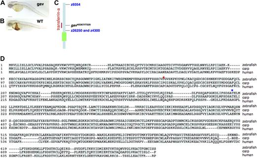Figure 1. The zebrafish mutant gavi. At 48 hpf, staining for hemoglobin with o-dianisidine revealed that the homozygous gavi (gav) mutant embryo (A) has decreased hemoglobin staining compared with a wild-type sibling (B). The scale bar represents 200 μm. Intermediate resolution mapping of the gavi mutation, using bulk segregant analysis, revealed that the mutation was on linkage group 2, near the transferrin-a locus (C). The green box represents the centromere. A protein sequence alignment (D) illustrates the relationship of the zebrafish transferrin-a protein sequence to transferrins from other species. Conserved residues are shaded light blue. The predicted truncation sites in the zebrafish mutants are indicated by asterisks: gavIT029 (red) and gavHE067 (blue).