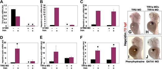 Figure 7. Effect of morpholino knockdown of transferrin-a or TfRs on gene expression. Transferrin-a expression was reduced after morpholino knockdown of transferrin-a (A). Hepcidin expression was also reduced after knockdown of transferrin-a (B), but not after injection of a mismatch morpholino with 5 nucleotide substitutions (C). Knockdown of TfR2 (D) resulted in low hepcidin expression that failed to increase significantly after iron dextran injection. In contrast, knockdown of TfR1a (E) or TFR1b (F) did not impair baseline hepcidin expression, although the response to iron injection was blunted in TfR1a morphants. (G-J) Whole mount in situ hybridization at 72 hpf, in the absence of iron injection. Decreased hepcidin expression was observed in TfR2 morphant embryos (G), while knockdown of TfR1a and TfR1b in combination (H) failed to reduce hepcidin expression. Producing anemia by treatment of embryos with phenylhydrazine (I) or morpholino knockdown of GATA1 (J) resulted in strong hepcidin expression. White arrow marks the liver. *P < .05 compared with embryos that were neither injected with iron dextran nor morpholino.