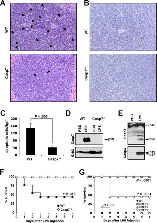 Figure 1. Caspase-7 deficiency protects against LPS-induced splenocyte apoptosis and lethality. (A,B) Wild-type (WT) and caspase-7−/− mice (Casp7−/−; both n = 4) were injected intraperitoneally with 20 mg kg−1 LPS for 24 hours before spleens were collected and sections were stained with H&E (A) or TUNEL (B). (C) The number of TUNEL-positive cells in 5 high-power fields (hpf, ×400) from the white pulp of the spleen of each animal was quantified. Results represent mean plus or minus SD for each genotype. Data were analyzed by the Student t test. (D) Wild-type and caspase-7−/− mice (n = 2) were either sham-operated or injected intraperitoneally with 20 mg kg−1 LPS for 24 hours before spleens were collected and extracts were probed with an antibody against active caspase-7 (listed as Casp7; p19 denotes the large catalytic subunit) and Grb2. (E) Spleen extracts of wild-type mice that were either sham-operated or injected intraperitoneally with 20 mg kg−1 LPS for 24 hours were probed with an antibody against caspase-1 (p45, procaspase-1; p20, large catalytic subunit) and active caspase-3 (p19 and p17 denote the large catalytic subunit). (F) Caspase-7−/− (Casp7−/−; n = 9) and wild-type mice (WT; n = 8) were injected intraperitoneally with 20 mg kg−1 LPS, and their survival was monitored. Data were analyzed with the Kaplan-Meier test. Results are representative of 5 independent experiments. (G) Wild-type (WT; n = 8), caspase-1−/− (Casp1−/−; n = 8), caspase-3−/− (Casp3−/−; n = 6), and caspase-7−/− (Casp7−/−; n = 9) mice were injected intraperitoneally with 30 mg kg−1 LPS and their survival was monitored. Data were compared with wild-type mice and analyzed with the Kaplan-Meier test. Results are representative of 2 independent experiments.
