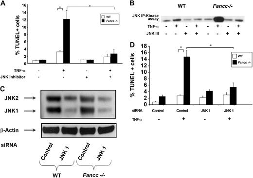 Figure 2. JNK inhibition protects Fancc−/− MEFs from TNF-α-induced apoptosis. (A) JNK inhibitor and apoptosis assays. WT and Fancc−/− MEFs were either grown in normal conditions or pretreated with JNK III before 50 ng/mL TNF-α treatment. Apoptosis was analyzed by TUNEL; n = 3, *P < .003. (B) JNK inhibitor and activity assays. WT and Fancc−/− MEFs were either untreated or treated with 50 ng/mL TNF-α for 30 minutes in the presence or absence of JNK III before conducting JNK in vitro kinase assays. Autoradiography of a representative JNK kinase assay of 3 independent experiments is shown. (C) JNK siRNA Western blot. WT and Fancc−/− MEFs were transfected with either a pool of JNK1 or control siRNA oligonucleotides. Forty-eight hours after transfection, cells were used for Western blotting and for culture with 50 ng/mL TNF-α overnight. Representative JNK and β-actin Western blots are shown. (D) JNK siRNA apoptosis assays. Data shown are the mean of 3 independent transfection experiments with similar results. *P < .01.