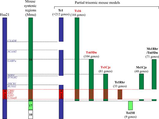 Figure 1. Diagram of Hsa21 and the regions of trisomy in the various mouse models of DS. Human chromosome 21 and specific genes that may contribute to the development of leukemia in children with DS are shown on the left. Syntenic regions on Mmu16, and the mouse models in which they exist in 3 copies, are depicted on the right. Note that the Tc1 mouse is trisomic for the majority of human chromosome 21. Mouse models outlined in red are discussed under “Utility of animal models of DS.”