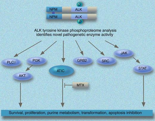 Mass spectrometry–based quantitative phosphoproteomic analysis identifies ATIC as a novel mediator of NPM-ALK. Professional illustration by Marie Dauenheimer.