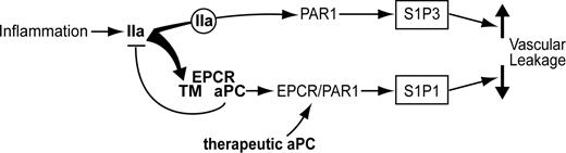 Figure 1. Coupling of thrombin-PAR1 and EPCR/PC-PAR1 signaling to barrier-regulating S1P receptor subtypes. In vitro studies indicated that thrombin-induced S1P3 activation promotes vascular leakage, whereas aPC-mediated S1P1 cross activation can diminish vascular leak and enhances barrier protection. S1P3 is also required for LPS-induced vascular leakage.