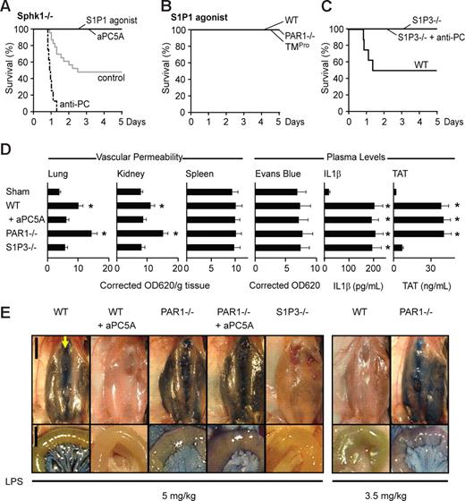 Figure 4. Roles of S1P1 and S1P3 signaling in protection from LD50 LPS-induced lethality. (A) Sphk1−/− mice exhibit mortality reduction by aPC5A or S1P1 agonist AUY954 treatments and mortality enhancement following anti-PC TVM1 antibody treatment (n = 8–22 mice/group; P < .001, aPC5A, S1P1 agonist, and TVM1 treatment vs control). (B) Intervention at 10 hours with S1P1 agonist AUY954 rescued wild-type, PAR1−/−, and TMPro mice from death after LD50 challenge (n = 8/group; P < .02 vs respective control). (C) Protection of LD50-challenged S1P3−/− mice from anti-PC TVM1 antibody treatment (n = 8/group; P < .01 vs wild-type control). (D) Vascular leakage in lungs, kidney, and spleens, and plasma levels of Evans blue, IL1β, and TAT in LD50-challenged wild-type (WT), PAR1−/−, and S1P3−/− mice treated with aPC5A (mean ± SD; n = 3-7 mice/group; * indicates P < .01 different from sham receiving no LPS, ANOVA). (E) Macroscopic views at 18 hours after LPS of the anterior abdominal wall 45 minutes after Evans blue injection were prepared by blunt dissection of the superficial fascia. For orientation, the arrow points to the sternal xiphoid where the linea alba (running top to bottom) originates and the skin flap is turned to the left. The close-up views of the mesentery and small intestine (bottom panels) were taken after whole-body perfusion. Scale bars equal 1 cm for overviews and 5 mm for close-ups.