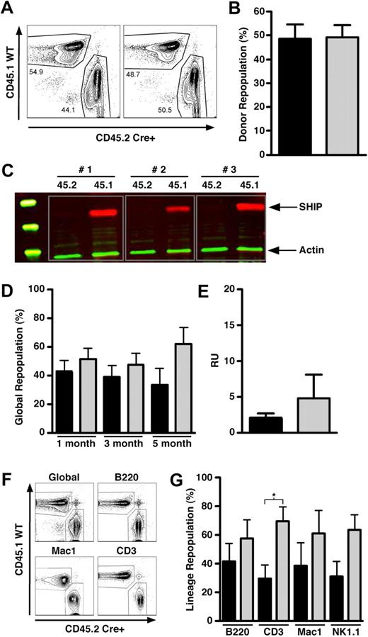 Figure 1. In situ deletion of SHIP does not compromise the capacity of HSCs to mediate long-term multilineage repopulation. (A) Contour plots for CD45.1 versus CD45.2 staining illustrating equal repopulation in PB at 60 days after transplantation before poly I:C treatment in 2 representative MxCreSHIPflox/flox (CD45.2):WT-Ly5.1 (CD45.1) BM chimeras. (B) Percentage of donor repopulation in the PB by MxCreSHIPflox/flox (CD45.2) and WT-Ly5.1 (CD45.1) HSCs in MxCreSHIPflox/flox (CD45.2):WT-Ly5.1 (CD45.1) BM chimeras at 60 days after transplantation before poly I:C treatment. (C) Representative SHIP Western blot from single-positive CD45.1+CD45.2−- or CD45.2+CD45.1−-sorted cells isolated from splenocytes from MxCreSHIPflox/flox (CD45.2):WT-Ly5.1 (CD45.1) BM chimeras 5 months after poly I:C treatment. Single-positive splenocytes were sorted and lysates were probed for SHIP expression. (D) Percentage of global repopulation in the PB by MxCreSHIPflox/flox (CD45.2) and WT-Ly5.1 (CD45.1) HSC in MxCreSHIPflox/flox (CD45.2):WT-Ly5.1 (CD45.1) BM chimeras at the indicated times after poly I:C treatment (n ≥ 5). At monthly intervals, the level of donor reconstitution was assessed in PB. (E) RU activity by MxCreSHIPflox/flox (CD45.2) and WT-Ly5.1 (CD45.1) HSCs in the MxCreSHIPflox/flox (CD45.2):WT-Ly5.1 (CD45.1) BM chimeras 5 months after poly I:C treatment (n ≥ 5). (F) Contour plots for CD45.1 versus CD45.2 staining that illustrate multilineage repopulation in PB 20 weeks after poly I:C treatment in a representative MxCreSHIPflox/flox (CD45.2):WT-Ly5.1 (CD45.1) BM chimera. (G) Percentage repopulation of the indicated lymphoid and myeloid cell lineages by MxCreSHIPflox/flox (CD45.2) and WT-Ly5.1 (CD45.1) HSC in MxCreSHIPflox/flox (CD45.2):WT-Ly5.1 (CD45.1) BM chimeras 5 months after poly I:C treatment (n ≥ 5). At death, the level of donor reconstitution was assessed in BM. Significance was established using the unpaired Student t test (* P < .05). Errors shown represent the SEM; ■, cells derived from MxCreSHIPflox/flox BM; , cells derived from WT-Ly5.1 BM.