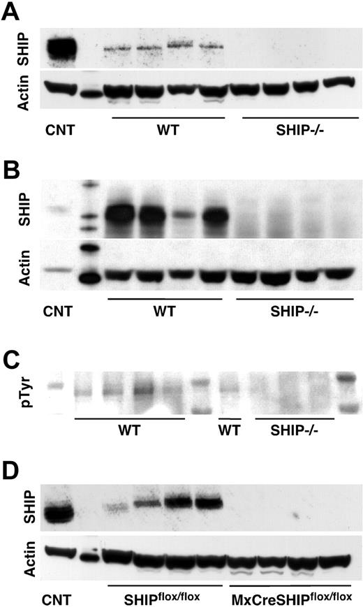 Figure 6. SHIP is expressed and phosphorylated in BM niche cells. (A) Representative SHIP Western blot from stromal cells cultured from the BM of SHIP−/− and WT littermates. (B) SHIP Western blot from osteoblast cells cultured from the BM of SHIP−/− and WT littermates. (C) pTyr Western blot on a SHIP immunoprecipitation of stromal cells cultured from the BM of SHIP−/− and WT littermates. (D) SHIP Western blot from stromal cells cultured from the BM of MxCreSHIPflox/flox and SHIPflox/flox littermates. Each lane on the Western blots represents a culture lysate derived from an independent mouse.