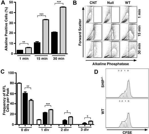 Figure 7. SHIP deficiency alters the function of BM niche cells. (A) ALP-positive cells from cultures of SHIP−/− and WT osteoblasts showing altered phosphatase kinetics at 1, 15, and 30 minutes. (B) Representative FACS plots illustrating gating strategy for ALP-positive cells based on ALP-negative BM controls and showing ALP kinetics at increasing time points. (C) Frequency of Lin−cKit+Flk2− (KFL) stem/progenitor cells among Lin-depleted BM cells (HPCs) cultured alone (□), or with SHIP−/− (■) or WT () stromal cells in each cell division after 36 hours. (D) Representative histograms showing decreased proliferation of CFSE+ KFL cells cultured with SHIP−/− stromal cells (top) compared with those cultured with WT stromal cells (bottom). Significance was established using the unpaired Student t test (*P < .05; **P < .005; ***P < .001). ■ represent SHIP−/− osteoblasts (A); , WT osteoblasts (A); □, WT HPCs alone (C); ■, HPCs cultured with SHIP−/− stroma (C); , HPCs cultured with WT stroma (C).