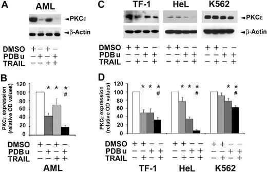 Figure 4. TRAIL and PDBu down-modulate PKCϵ. (A) Detection of endogenous PKCϵ protein in AML cells by Western blot. PKCϵ was revealed by the specific antibody. β-actin was monitored for protein loading. AML cells were treated for 3 days with DMSO (controls), PDBu (20 nM), and TRAIL (25 ng/mL), alone or in combination. PDBu, TRAIL, and, more evidently, their combination, induce a decrease of PKCϵ. A representative experiment is shown. (B) Levels of PKCϵ protein expression in AML cells treated for 3 days with DMSO (controls), PDBu (20 nM), and TRAIL (25 ng/mL), alone or in combination. Densitometric measurements of Western blots from 6 AML samples (means ± SD). *P < .05 versus control; #P < .05 TRAIL plus PDBu versus PDBu alone). (C) Detection of endogenous PKCϵ protein in TF-1, HeL, and K562 cells by Western blot. β-actin was monitored for protein loading. TF-1, HeL, and K562 cells were treated for 3 days with DMSO (controls), PDBu (TF-1, 5 nM; HeL and K562, 20 nM), and TRAIL (25 ng/mL), alone or in combination. Although the different cell lines show different basal levels of PKCϵ expression, PDBu, TRAIL and, more evidently, their combination, invariably induce a decrease of PKCϵ. (D) Levels of PKCϵ proteins expression in TF-1, HeL, and K562 cells treated for 3 days with DMSO (controls), PDBu (TF-1, 5 nM; HeL and K562, 20 nM), and TRAIL (25 ng/mL), alone or in combination. Densitometric measurements of Western blots from 5 independent experiments (means ± SD). *P < .05 versus control; #P < .05 TRAIL plus PDBu versus PDBu alone.