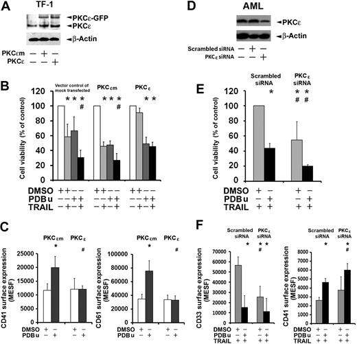 Figure 5. PKCϵ overexpression or down-modulation. (A) Western blot of PKCϵ in TF-1 cells overexpressing PKCϵ (PKCϵ) or mutated PKCϵ (PKCϵm). Exogenous PKCϵ (PKCϵ-GFP) and endogenous PKCϵ (PKCϵ) proteins are shown in the immunoblot. (B) Cell viability of TF-1 cells overexpressing PKCϵ or PKCϵm. After 24 hours, the cells were treated with or without 5 nM PDBu in the presence or absence of 25 ng/mL TRAIL for 3 days. Data from 3 experiments are expressed as means plus or minus SD. *P < .05 versus control; #P < .05 TRAIL plus PDBu versus PDBu alone. (C) PKCϵ overexpression reduces the density of surface MK markers in TF-1 cells. TF-1 cells were transfected with PKCϵ (black histograms, PKCϵ) or mutated PKCϵ (gray histograms, PKCϵm). After 24 hours, the cells were cultured with or without 5 nM PDBu and analyzed 3 days later. Data from 3 experiments are expressed as means plus or minus SD of absolute numbers of surface antigens (MESF) expressed per cell. *P < .05 versus control; #P < .05 PKCϵ versus PKCϵm. (D) Western blot of PKCϵ in primary AML cells transfected with PKCϵ-specific siRNA (PKCϵ siRNA) or control siRNA (Scrambled siRNA). (E) Cell viability of primary AML cells transfected with PKCϵ-siRNA or control siRNA (Scrambled siRNA). After 48 hours, the cells were treated with or without 20 nM PDBu in the presence of 500 ng/mL TRAIL for 3 days. Data from 3 experiments are expressed as means plus or minus SD. *P < .05 versus control; #P < .05 PKCϵ siRNA versus Scrambled siRNA. (F) PKCϵ down-regulation induces the expression of CD41 MK marker in primary AML cells while reducing the density of surface CD33. AML cells were transfected with PKCϵ siRNA or control siRNA (Scrambled siRNA). After 48 hours, the cells were cultured with or without 20 nM PDBu in the presence of 500 ng/mL TRAIL and analyzed 3 days later. Data from 3 experiments are expressed as means plus or minus SD of absolute numbers of surface antigens (MESF) expressed per cell. *P < .05; #P < .05 PKCϵ siRNA versus Scrambled siRNA.